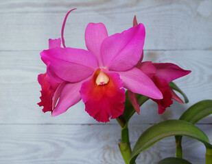 Cattleya orchid in pink-crimson color on a blue wooden background, selective focus, horizontal orientation with space for inscription.