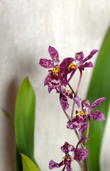 Cambria orchid, oncidium hybrid on a blue wooden background, selective focus, vertical orientation with space for inscription.