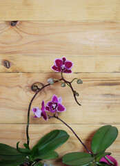 Two mini phalaenopsis orchids in pots on a wooden background, selective focus, vertical orientation with space for inscription.