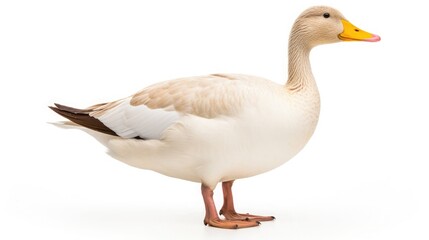 Obraz premium A one animal , perfect exuberant smooth soft light gredient consistent clear color image , two point picture , focus F32 , isolated on white background