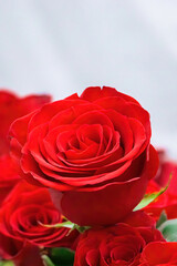 Bouquet of red roses in flower shop. Fresh scarlet roses close-up. Gift for Valentines day or birthday.