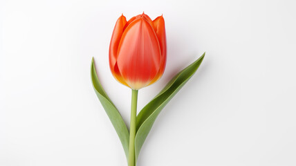 Valentines Day old wood background with gift box, hearts and red tulips