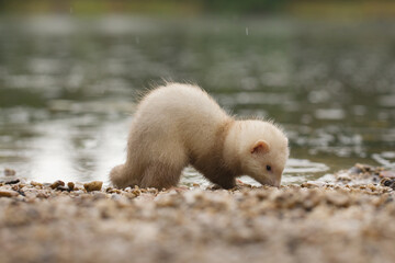 Champagne baby ferret exploring a gravel beach near lake