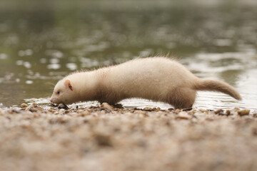 Champagne baby ferret exploring a gravel beach near lake