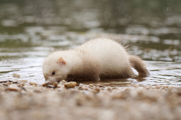 Champagne baby ferret exploring a gravel beach near lake