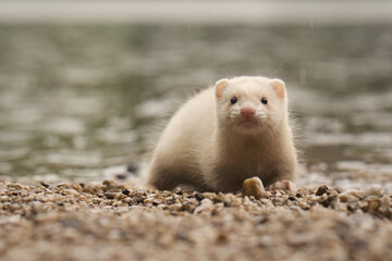 Champagne baby ferret exploring a gravel beach near lake