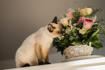 Hungry siamese cat portrait. Kitten is smelling flowers waiting for snacks on background of basket with roses at home