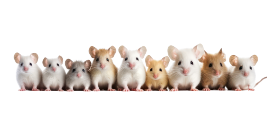 Collection of funny cute lying, sitting white mouse (mus) family with baby, isolated on transparent background
