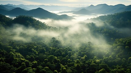 Overhead shot of dense tropical rainforests with misty canopies.