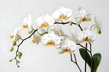 Fototapeta na wymiar white orchids on a white background - Generative AI