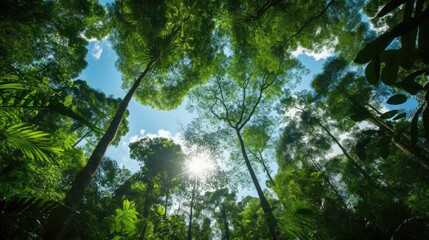 Fototapeta premium View looking up to the sky, rain forest 