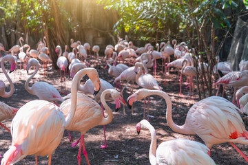 Several flamingo birds flock, close-up of neck and head.