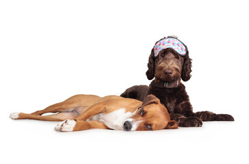 Two dogs lying together, one is wearing a sleeping mask. Sleepy puppy dogs stretched out side by side. Insomnia or healthy sleeping. Female Labradoodle and female harrier mix. Selective focus.