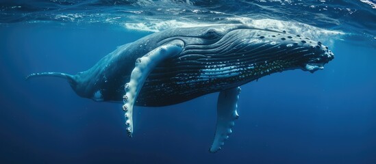 Blue ocean Humpback Whale story.
