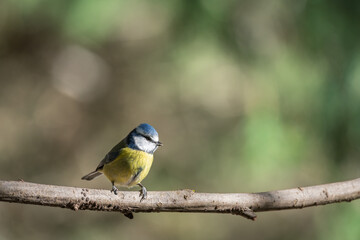 Obraz na płótnie Canvas Blue tit, Parus caeruleus, single bird on branch in the sun