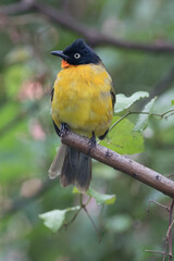 Obraz premium Pycnonotus melanicterus. While in English it is called Black-crested Bulbul