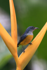 The orange-bellied flowerpecker (Dicaeum trigonostigma) is a species of bird in the family Dicaeidae