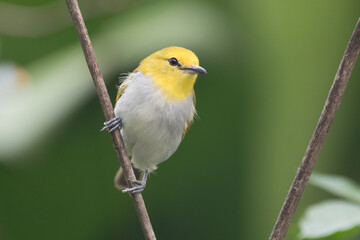 The sangkar white-eye (Zosterops melanurus) is a bird species in the family Zosteropidae.