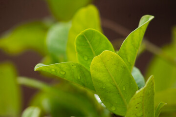 close up of green leaves plant