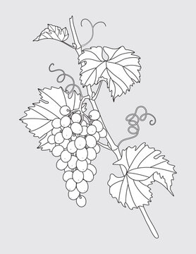recommend clip art: Outlined Grape Vine with Grapes Bunch.