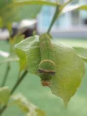 Fototapeta premium The worm on the leaf.