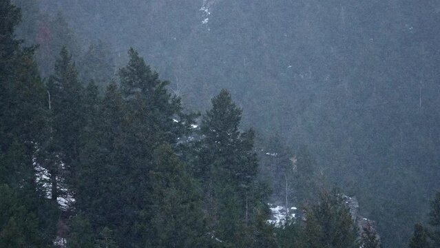 View of pine tree forest as the snow blows through the canyon winter storm in Utah.