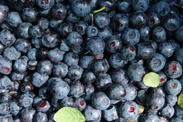 Blueberry background. Harvesting and storage of seasonal blueberries. Vegan and vegetarian concept. Macro texture of blueberry berries. Texture blueberry berries close up