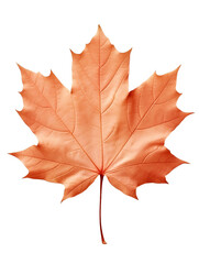 Obraz premium maple leaf isolated on white background