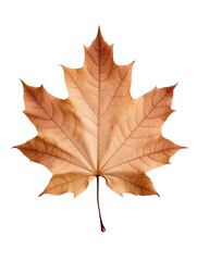 maple leaf isolated on white background
