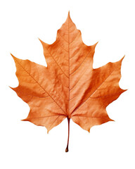 Obraz premium maple leaf isolated on white background