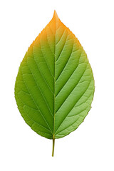 Obraz premium green leaf isolated on white background