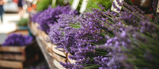 Lavender sprigs with purple blooms and sweet scent on market stall.