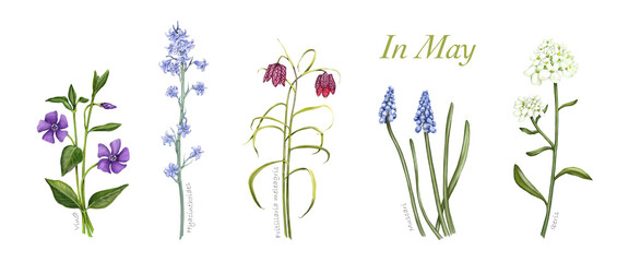 Set Frühlingsblumen, Blumen im Mai, handgezeichnet - obrazy, fototapety, plakaty