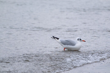 seagull on the beach
