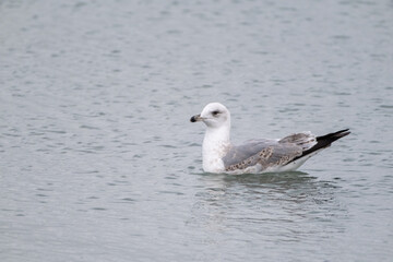 seagull on a rock