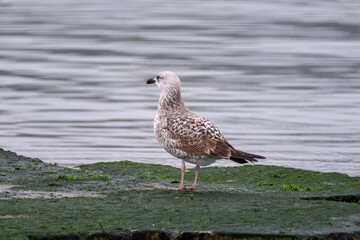 seagull on the beach