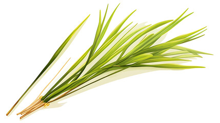 Fototapeta premium Fresh Green Lemongrass