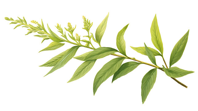 Lemon Verbena, White Background