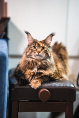 The Maine Coon cat is sitting on a chair at home