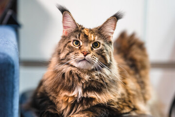 The Maine Coon cat is sitting on a chair at home