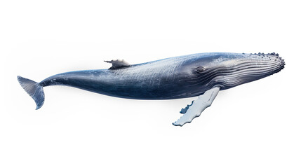 Huge Big Whale. Isolated on white background - obrazy, fototapety, plakaty
