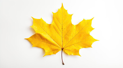 Fototapeta premium Yellow Maple Leaf. Isolated on white background