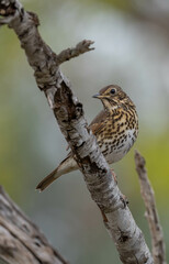 song thrush on the trunk	