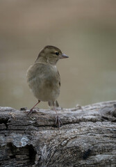 the female common chaffinch on the trunk