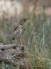 song thrush on the trunk	