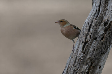 the male common chaffinch on the branch	