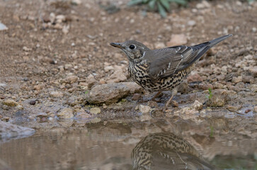 song thrush on the pond