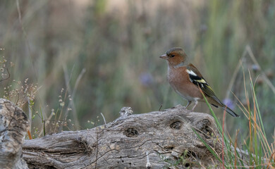 the male common chaffinch on the trunk