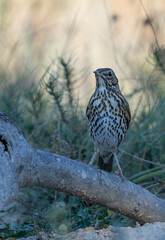 song thrush on the trunk