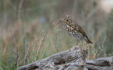 song thrush on the trunk